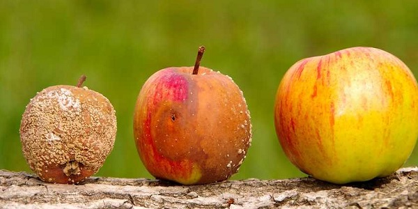 اصطلاح Bald reif hält nicht steif در زبان آلمانی